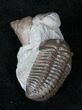 , D Flexicalymene Trilobite With Gastropod #13163-2